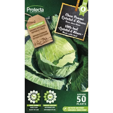 Chou cabus Quintal d'Alsace - Cat. A - Protecta à 2,40 € -  - SE-POT-00133 - Accueil