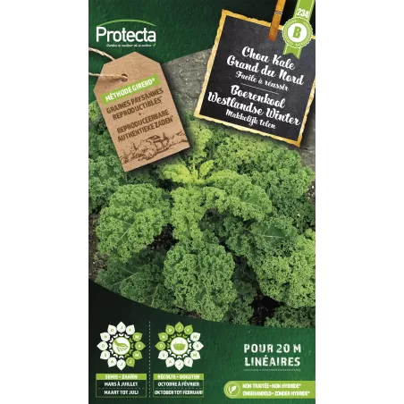 Chou Kale frisé Westlandse Winter - Cat. B - Protecta à 3,65 € -  - SE-POT-00050 - Accueil
