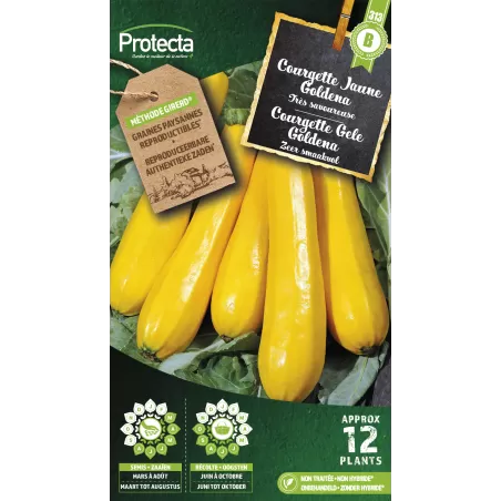 Courgette Jaune Goldena - Cat. B - Protecta à 3,65 € -  - SE-POT-00156 - Accueil