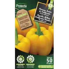 Poivron yellow California Wonder - Cat. C - Protecta à 4,80 € -  - SE-POT-00079 - Plantes, Buis & Légumes