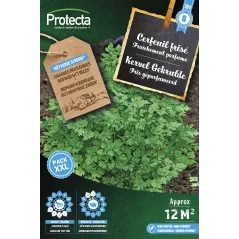 Cerfeuil frisé XXL - Cat. B - Protecta à 3,65 € -  - SE-POT-00169 - Plantes, Buis & Légumes