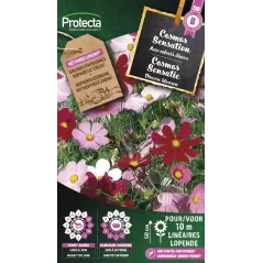 Cosmos sensation varié - Cat. B - Protecta à 3,65 € -  - SE-CON-00027 - Plantes, Buis & Légumes