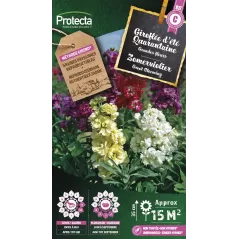 Giroflée Quarantaine - Cat. C - Protecta à 4,80 € -  - SE-CON-00071 - Plantes, Buis & Légumes