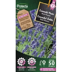 Lavande Vraie - Cat. C - Protecta à 4,80 € -  - SE-CON-00014 - Plantes, Buis & Légumes