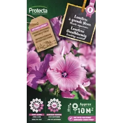 Lavatère à grande fleur - Cat. B - Protecta à 3,65 € -  - SE-CON-00076 - Plantes, Buis & Légumes