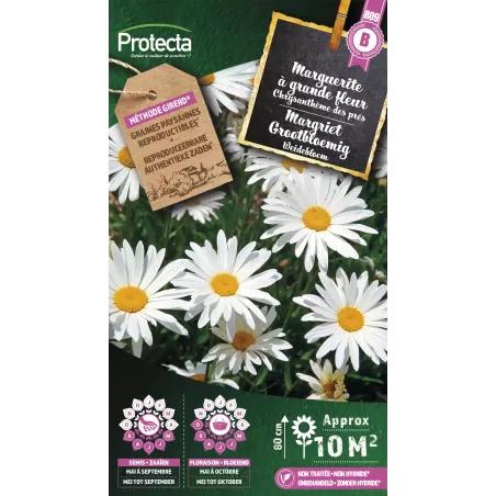 Marguerite à grande fleur - Cat. B - Protecta à 3,65 € -  - SE-CON-00063 - Plantes, Buis & Légumes