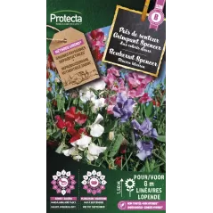 Pois de senteur Grimpant Spencer - Cat. B - Protecta à 3,65 € -  - SE-CON-00028 - Plantes, Buis & Légumes