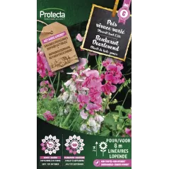 Pois vivace varié - Cat. C - Protecta à 4,80 € -  - SE-CON-00092 - Plantes, Buis & Légumes