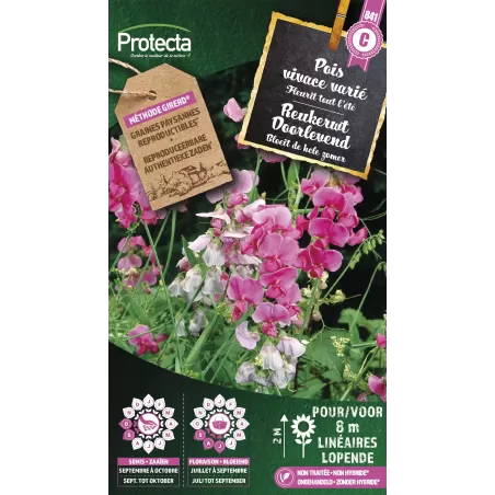 Pois vivace varié - Cat. C - Protecta à 4,80 € -  - SE-CON-00092 - Plantes, Buis & Légumes