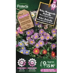 Reine marguerite simple Andrella - Cat. C - Protecta à 4,80 € -  - SE-CON-00095 - Plantes, Buis & Légumes