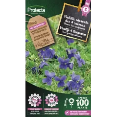 Violette odorante des 4 saisons - Cat. C - Protecta à 4,80 € -  - SE-CON-00101 - Plantes, Buis & Légumes