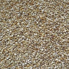 Millet Japonais au kg - Ornibird à 5,45 € - Beyers - 002731/kg - Graines Ornibird au kg