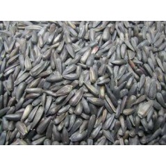 Tournesol Noir Piccolo au kg - Ornibird à 7,25 € - Grizo - 103091250/kg - Graines Ornibird au kg