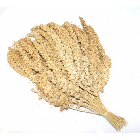 Millet yellow in clusters chinese 15kg 103075150 Grizo 49,95 € Ornibird