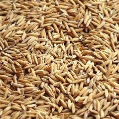 Riz Paddy au kg - Ornibird à 2,75 € - Grizo - 103047250/kg - Graines Ornibird au kg