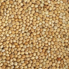 Millet Jaune au kg - Ornibird à 2,15 € - Beyers - 002702/kg - Graines Ornibird au kg