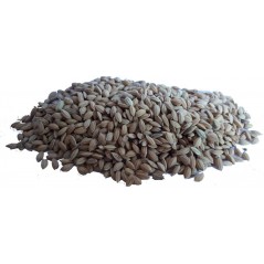 Riz Paddy au kg - Ornibird à 2,75 € - Grizo - 103047250/kg - Graines Ornibird au kg