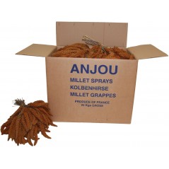 Millet Rouge en grappes Anjou 25kg à 189,95 € - Kinlys - 1181011 - Grappe