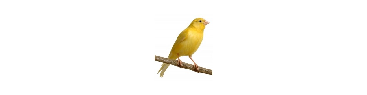 Red Bird - Produits pour oiseaux