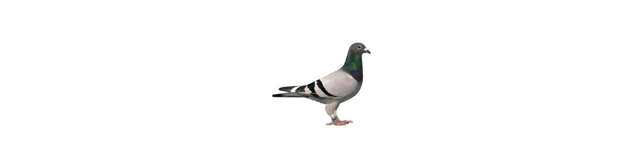 Red Pigeon - Produits pour pigeons (et oiseaux)