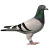 Red Pigeon - Produits pour pigeons (et oiseaux)