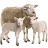 Moutons & chèvres