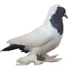 Pigeon d'ornement