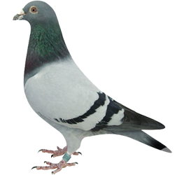 Mélange complet pour jeunes pigeons Plus I.C.+ Junior Versele-Laga